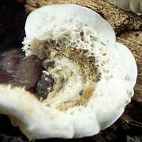 Infertile upper surface of Auricularia mesenterica, Tripe Fungus