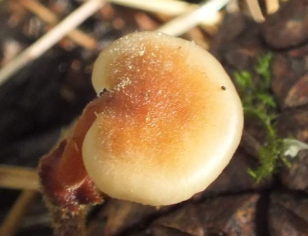 Auriscalpium vulgare, Earpick Fungus growing from a pine cone