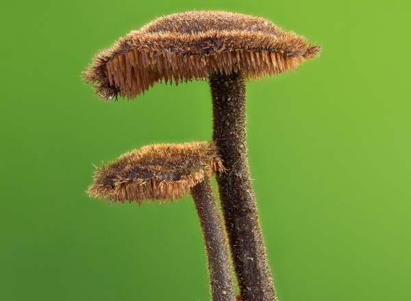 Auriscalpium vulgare, Earpick Fungus, Hampshire