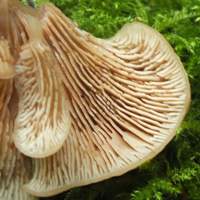 Gills of Lentinellus cochleatus