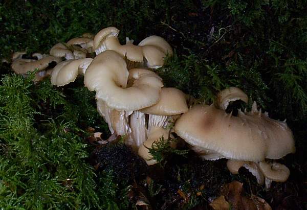 Pale examples of Aniseed Cockleshell mushrooms