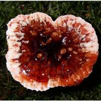 Introducing Hydnellum peckii aka Devil's Tooth. A fungus straight