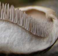 Spines on the fertile surface of a Sarcodon fruitbody