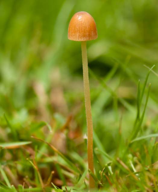 Conocybe pubescens, southern England
