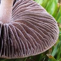 foenisecii brown gills fungi dark nature