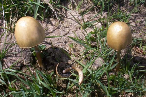 Panaeolus semiovatus - Egghead Mottlegill