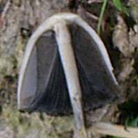 Gills of Panaeolus semiovatus