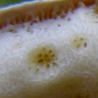 Pores of Boletus pinophylus