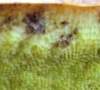 Pores of Hemileccinum impolitum
