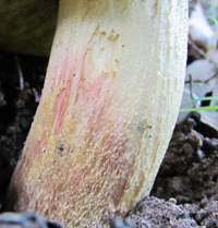 Closeup of the stem of Hemileccinum impolitum