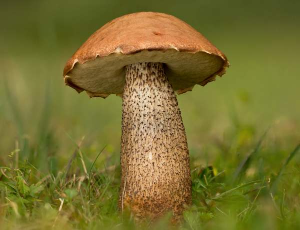 Leccinum Aurantiacum Orange Oak Bolete Identification