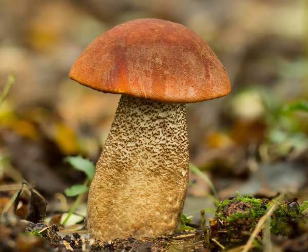 Leccinum Aurantiacum Orange Oak Bolete Identification
