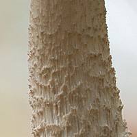 Closeup of stem of Leccinum holopus