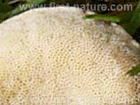 Pores of Leccinum pseudoscabrum