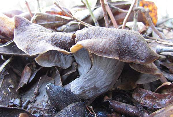Craterellus cornucopoides - Horn of Plenty, in Alentelo, Southern Portugal