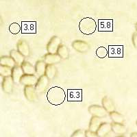 Spores of Clavaria fragilis, White Spindles
