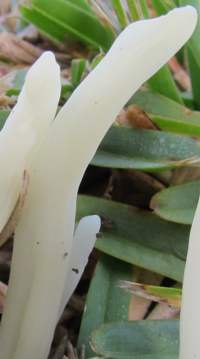 Close-up photograph of Clavaria fragilis
