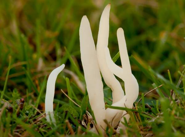 Clavaria fragilis - White Spindles, in mossy grassland, West Wales