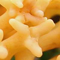 Clavulinopsis corniculata - close-up of fruitbody
