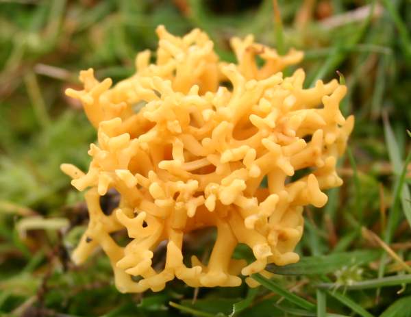 Clavulinopsis corniculata - Meadow Coral, top view of a fruitbody