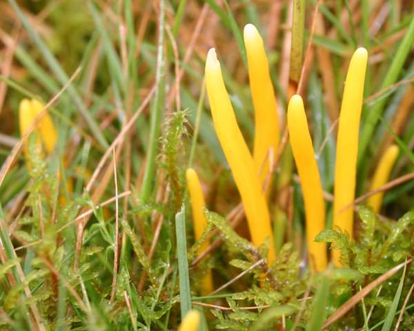 Apricot Club fungi in mossy grassland, West Wales.