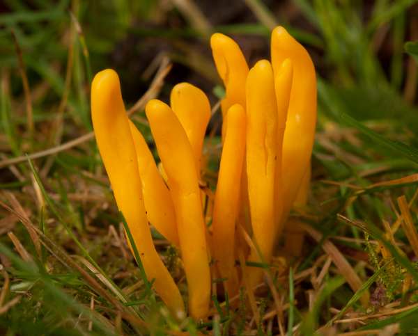 Clavulinopsis luteoalba - Apricot Club fungus, New Forest, Hampshire