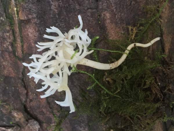 Ramariopsis subtilis, England