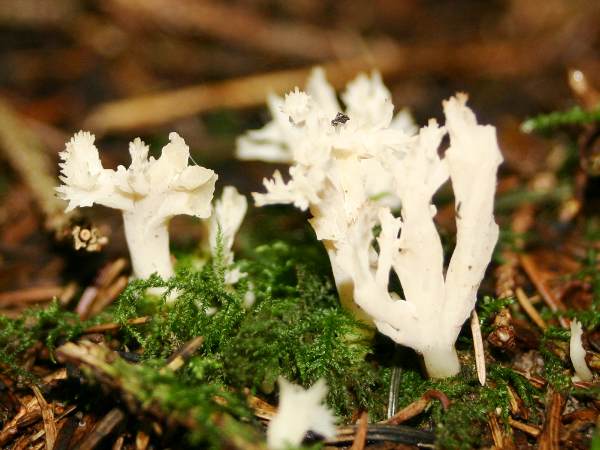 Clavulina coralloides - Crested Coral