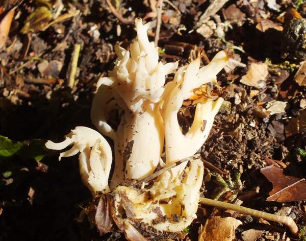 Clavulina coralloides - Crested Coral