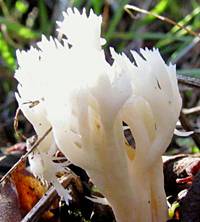 Clavulina coralloides fruitbody