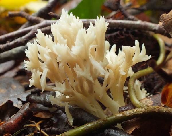 Clavulina coralloides, northern France