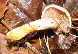 Gills and stem of Cortinarius bolaris - Dappled Webcap