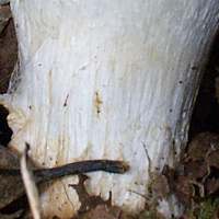 Stem of Cortinarius caerulescens - Mealy Bigfoot Webcap