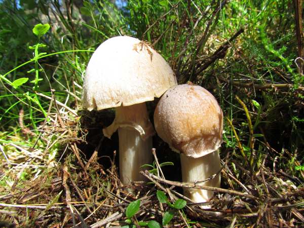 Cortinarius caperatus, Gypsy Mushroom
