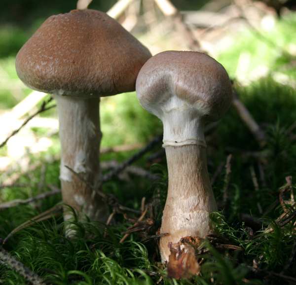 Cortinarius caperatus, Gypsy Mushroom