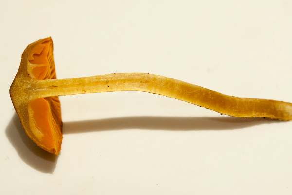 Cross section of Cortinarius cinnamomeus - Cinnamon Webcap