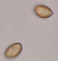 Spores of Cortinarius croceus