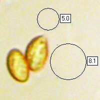 Spores, Cortinarius hemitrichus