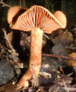 Gills and stem of Cortinarius orellanus