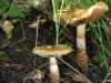 Cortinarius trivialis - Girdled Webcap