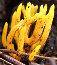 Closeup of Yellow Stagshorn fungus