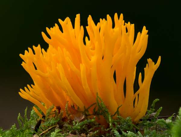 Calocera viscosa, yellow stagshorn, southern England