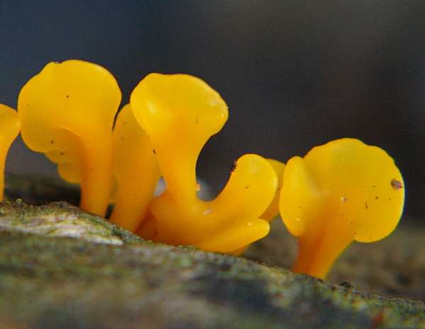 Dacrymyces stillatus - Common Jellyspot