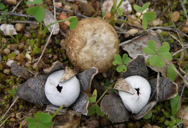 Barometer Earthstars, immature and expended