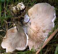 Gills and stem of Clitocybe prunulus