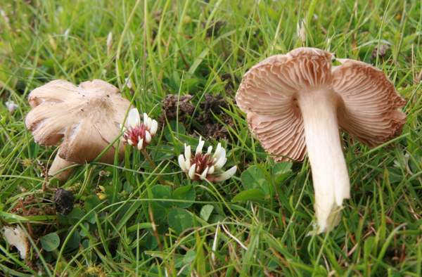 Entoloma clypeatum – Shield Pinkgill, Lampeter, Wales UK