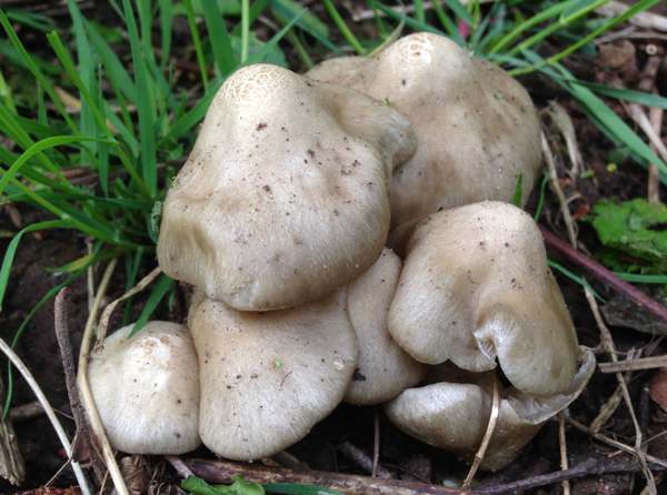 Entoloma clypeatum – Shield Pinkgill, Lampeter, southern England