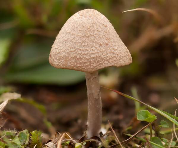 Entoloma griseocyaneum, Felted Pinkgill, southern England
