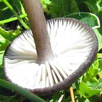 Gills and stem of Entoloma lampropus