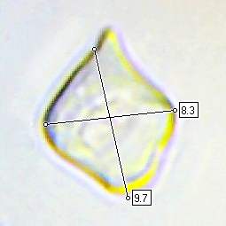 Entoloma pleopodium, spore